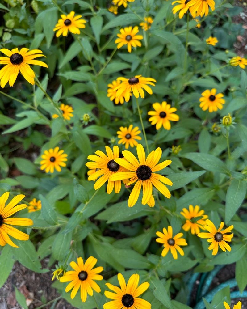 Maryland: Black-Eyed Susan