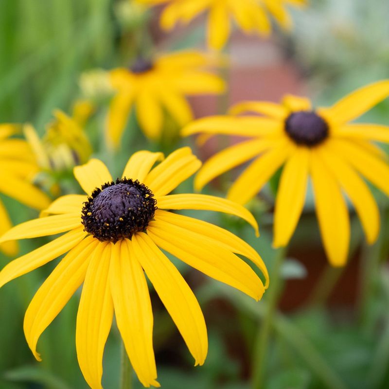 Maryland: Black-Eyed Susan