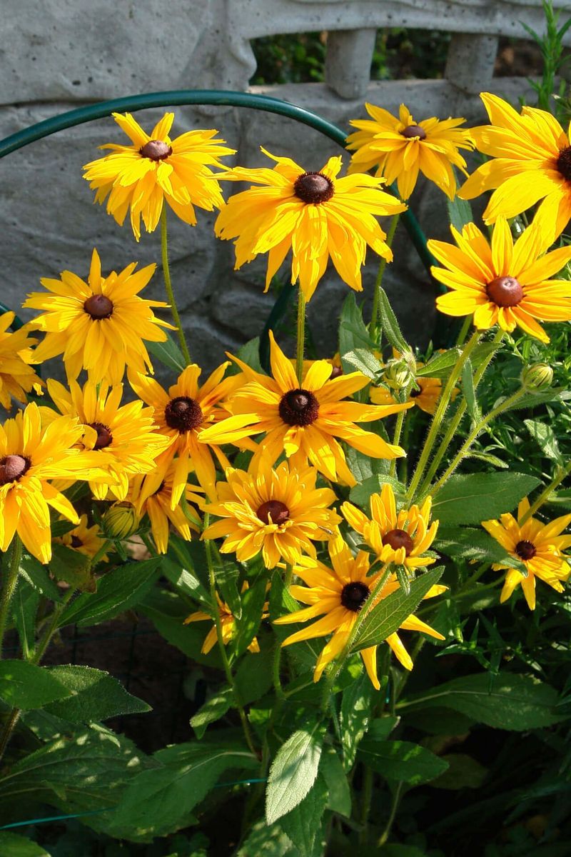 Maryland - Black-Eyed Susan