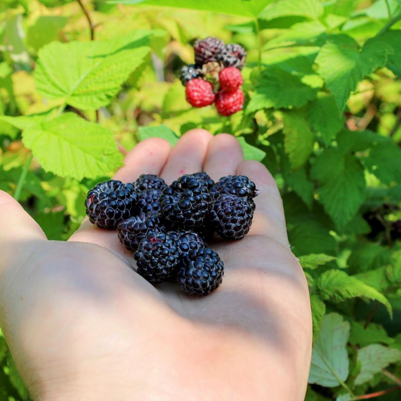 Maryland: Black Raspberry