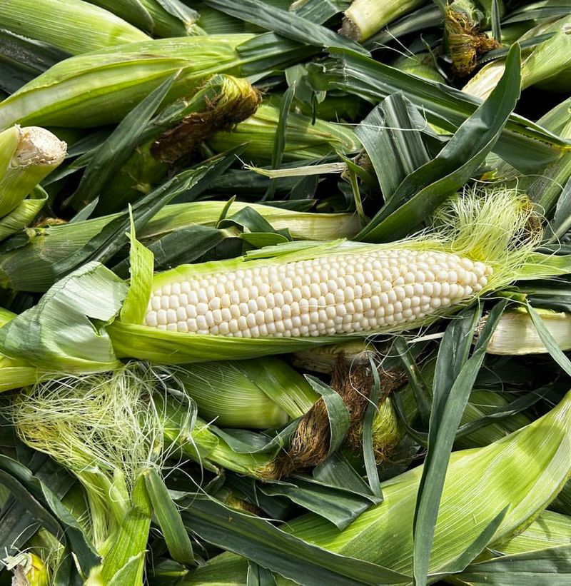 Maryland: Corn