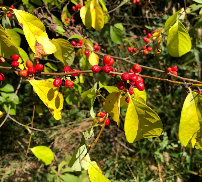 Maryland: Spicebush