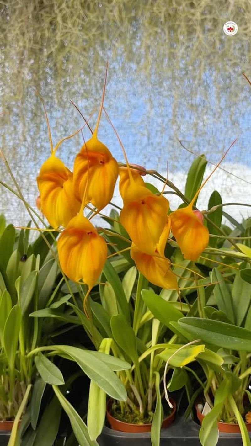 Masdevallia Orchid