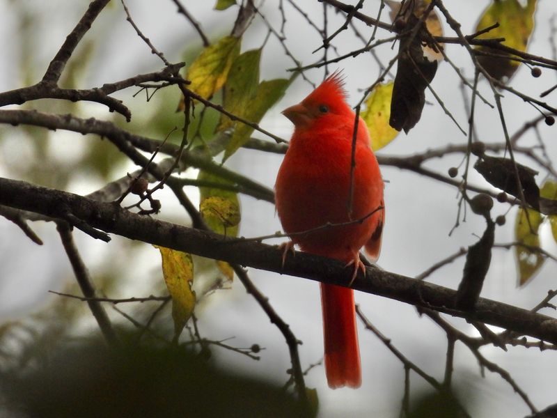 Masked Cardinal