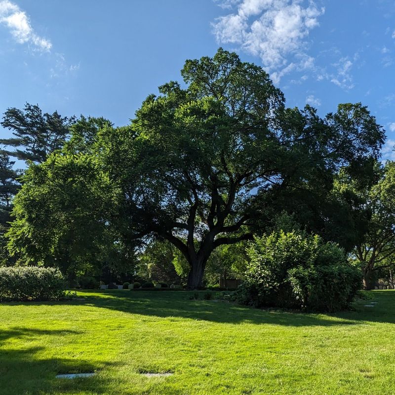 Massachusetts: American Elm