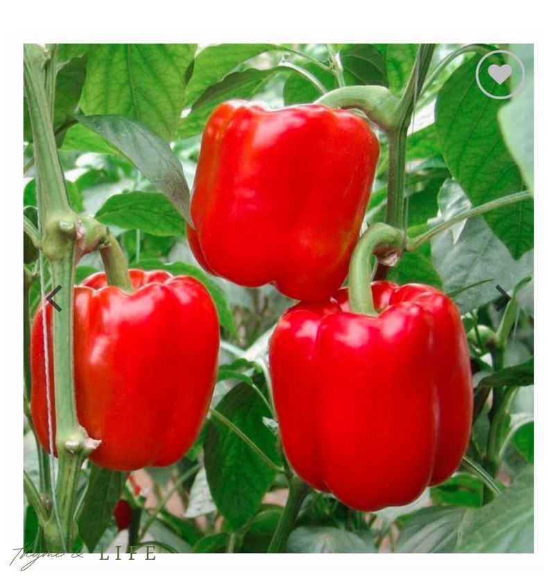 Massachusetts: Bell Pepper