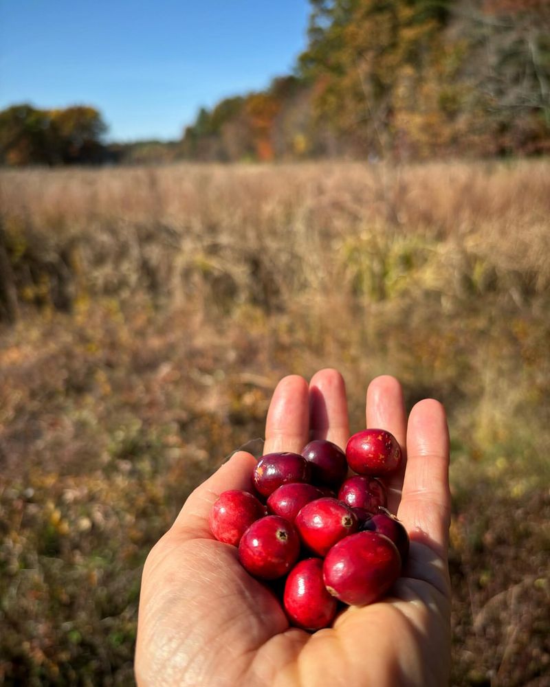 Massachusetts: Cranberry