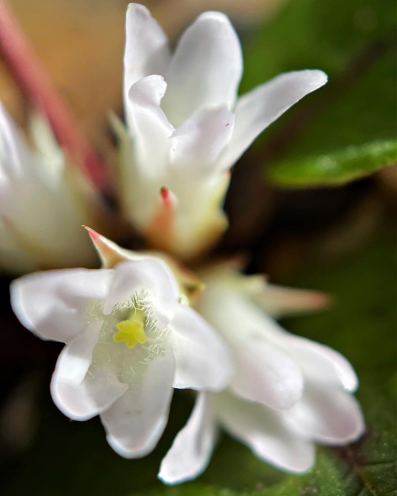 Massachusetts: Mayflower