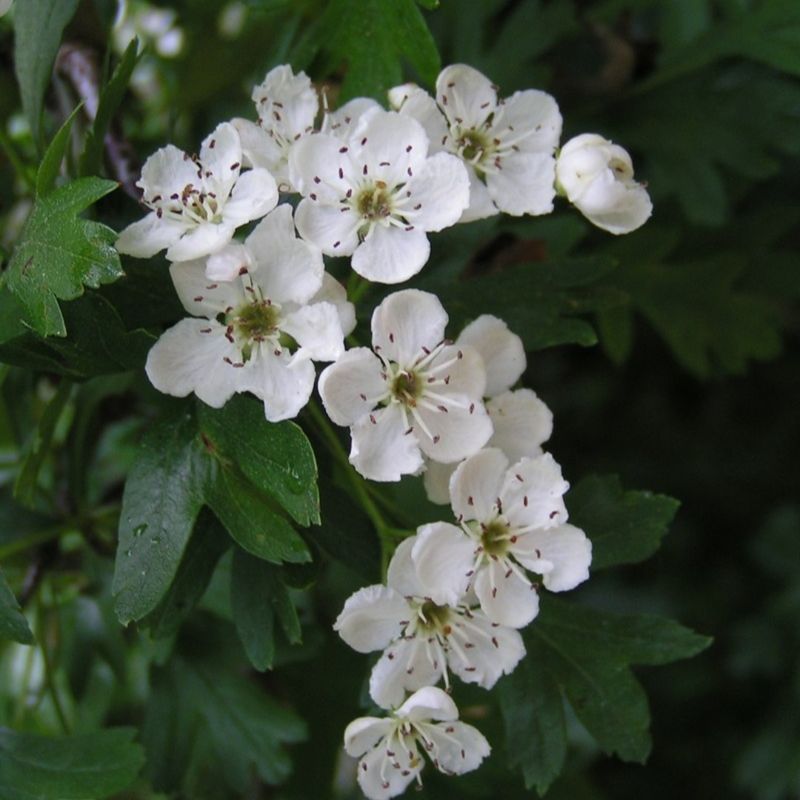 May - Hawthorn