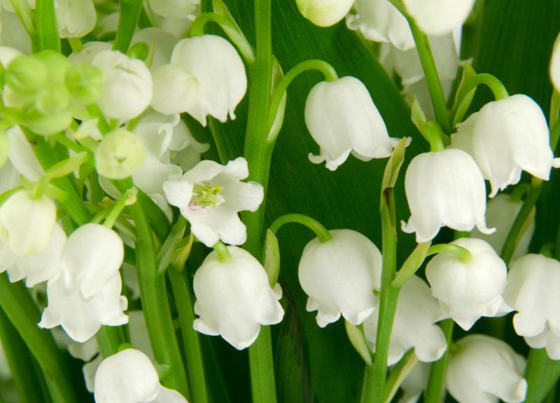 May - Lily of the Valley