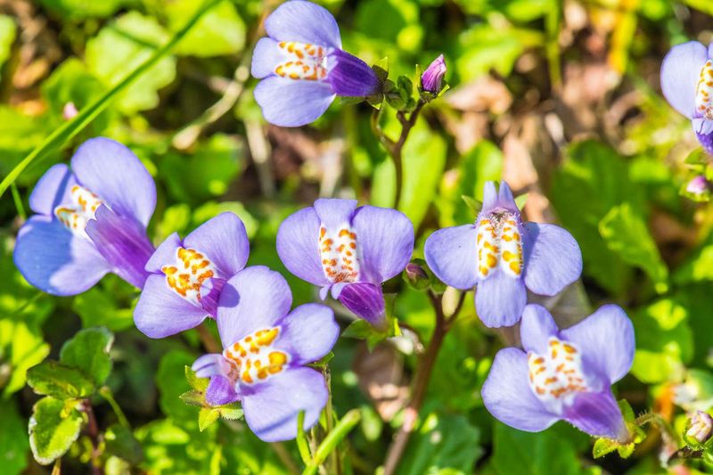 Mazus Reptans