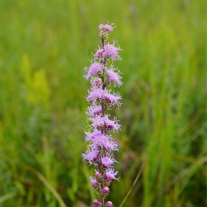 Meadow Blazing Star (Liatris ligulistylis)