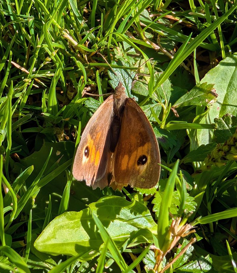 Meadow Brown Butterfly