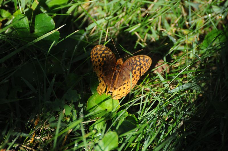 Meadow Fritillary Butterfly