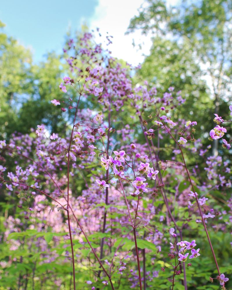 Meadow Rue