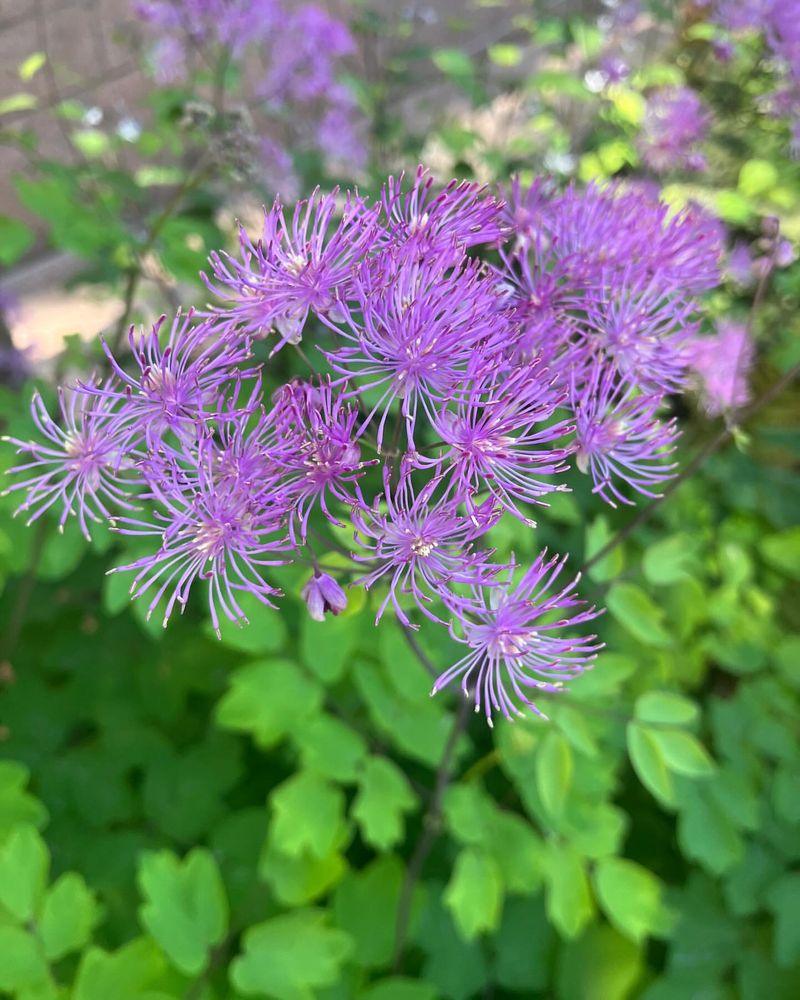 Meadow Rue