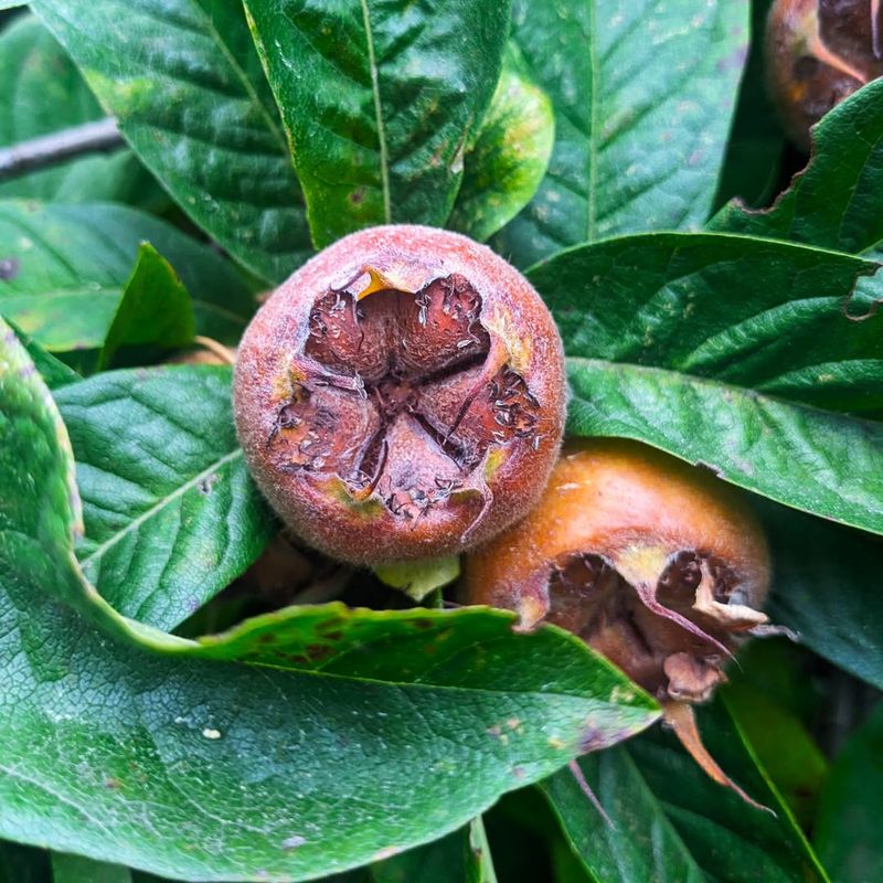 Medlar Tree