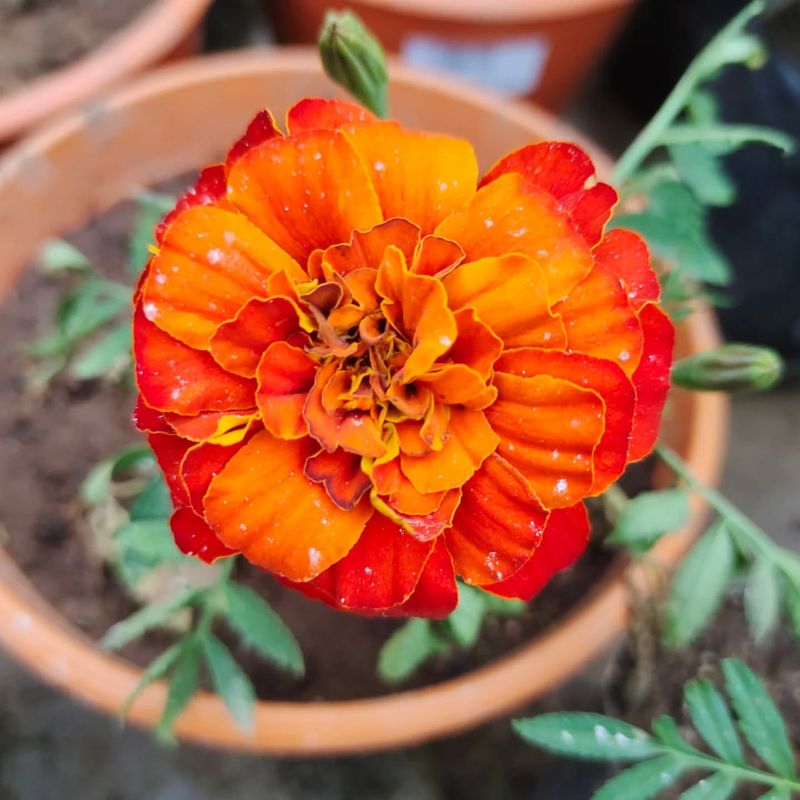 Mesmerizing Marigold