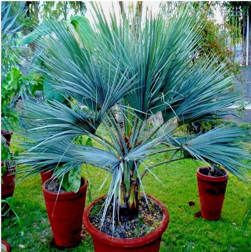 Mexican Blue Palm