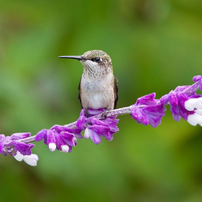 Mexican Bush Sage