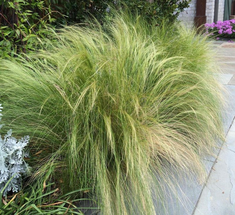 Mexican Feather Grass