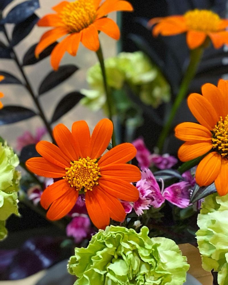 Mexican Sunflower