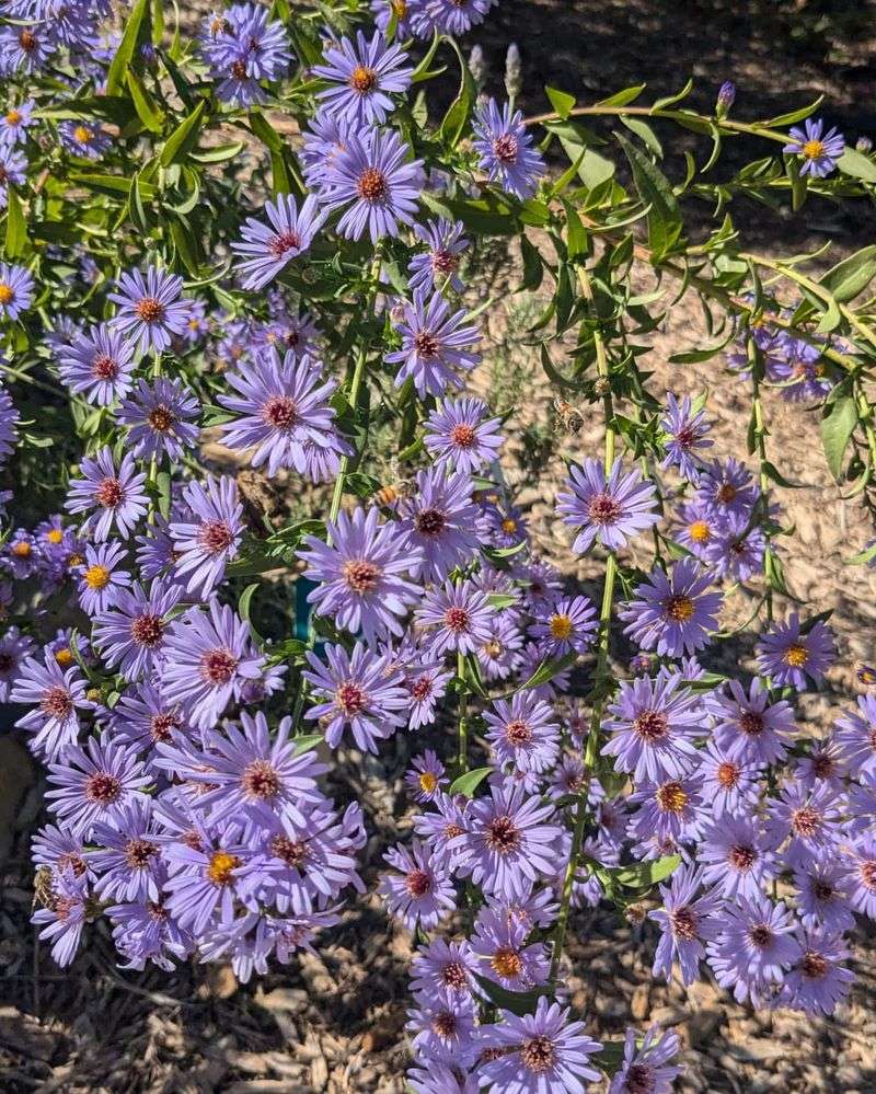 Michaelmas Daisy