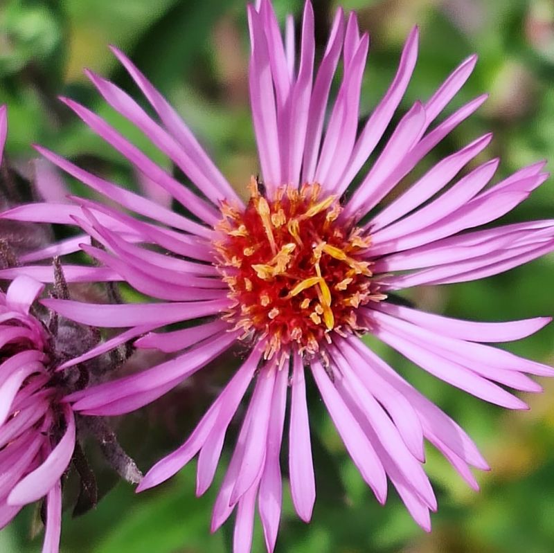 Michaelmas Daisy