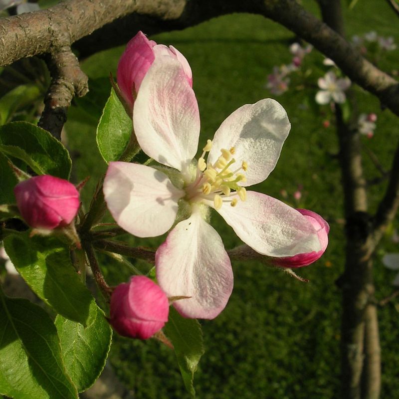 Michigan: Apple Blossom