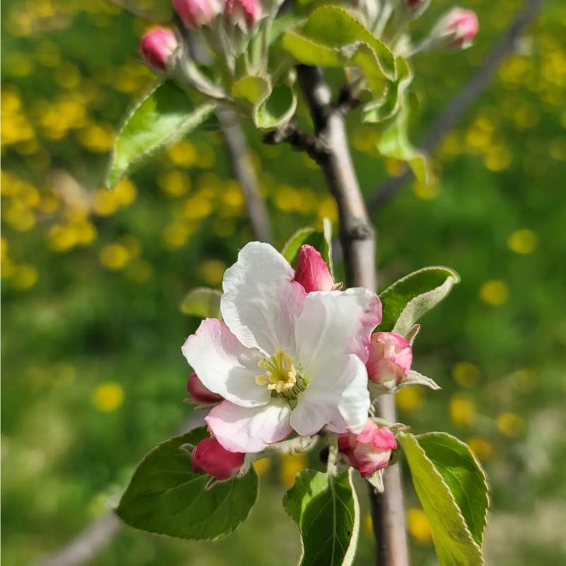 Michigan: Apple Blossom