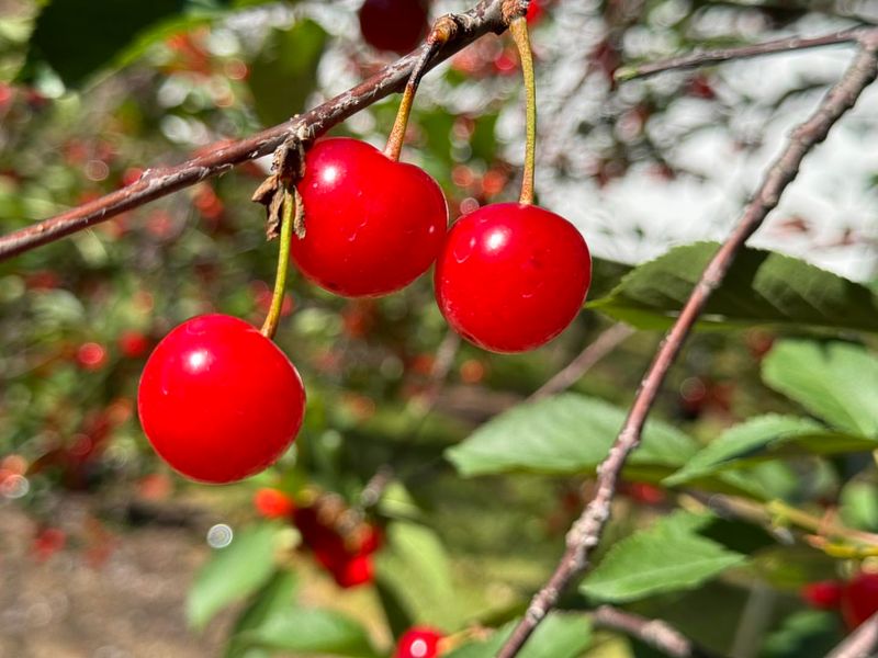 Michigan: Montmorency Cherry