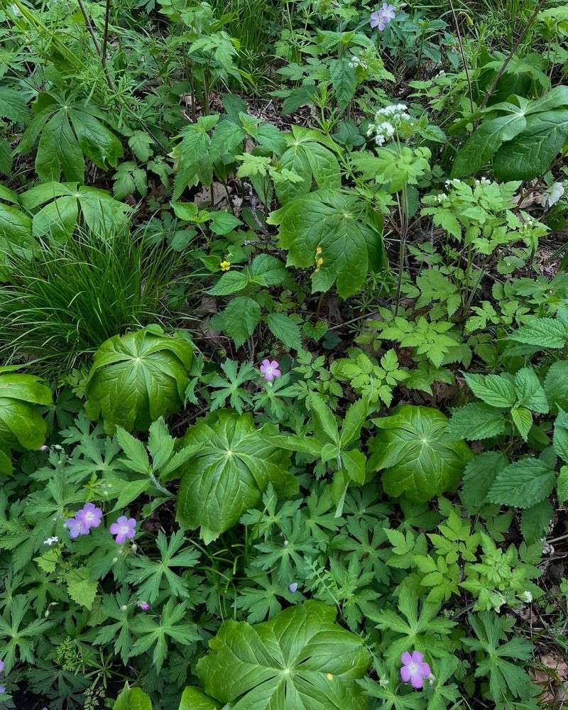 Michigan: Wild Ginger