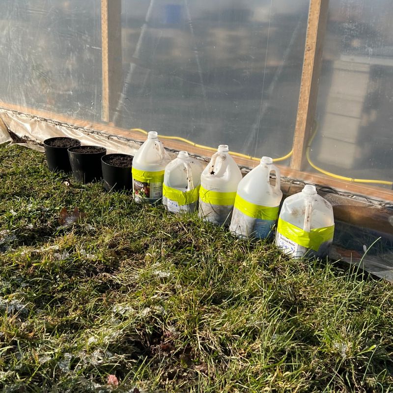 Milk Jug Greenhouse