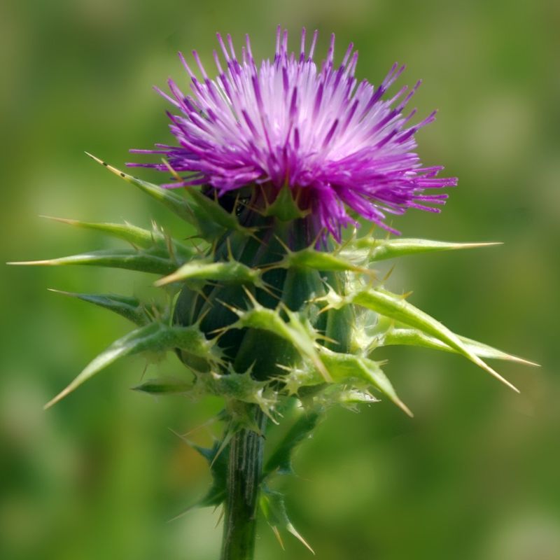 Milk Thistle