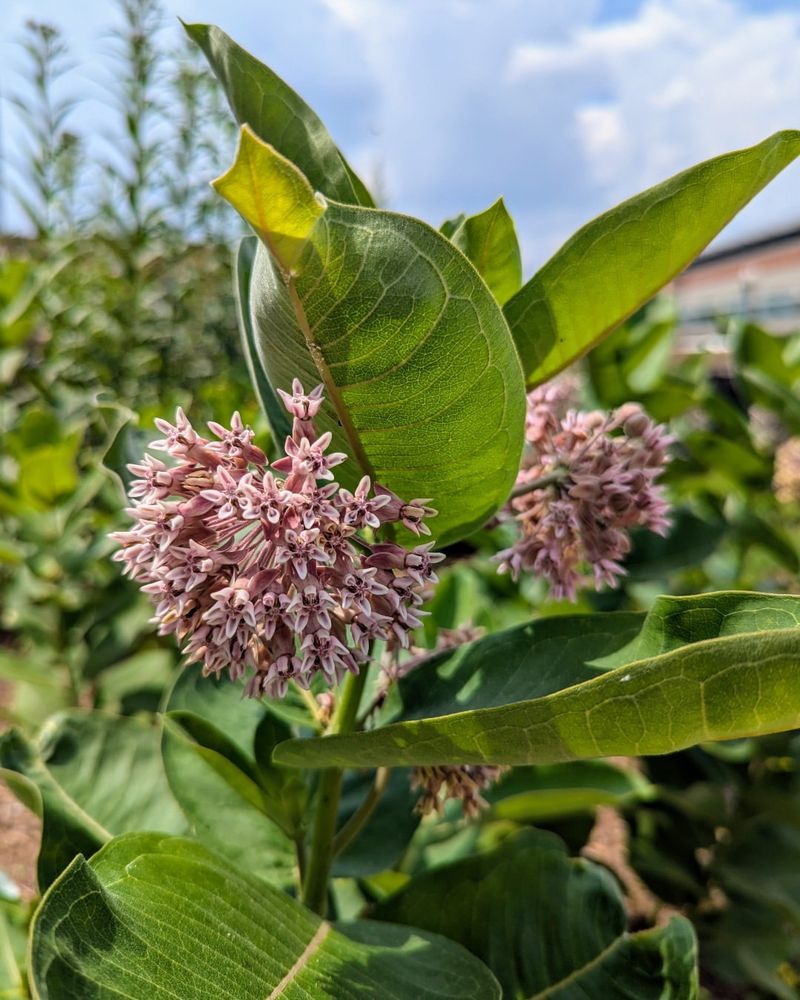 Milkweed