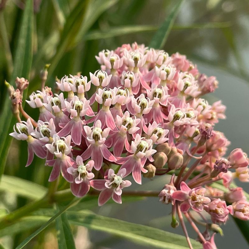 Milkweed