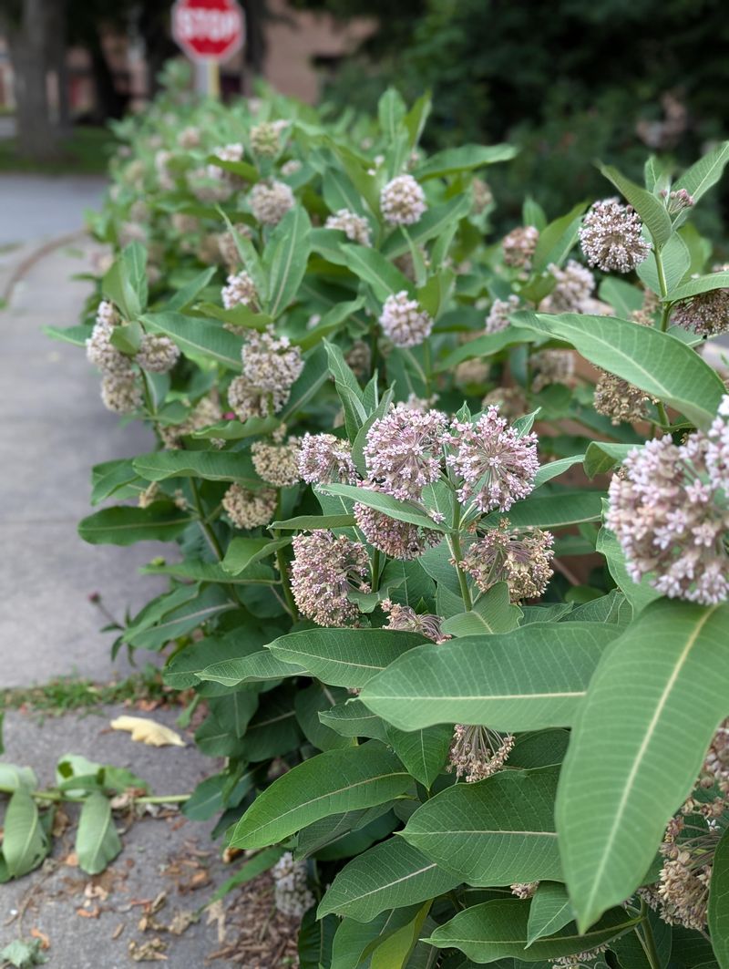 Milkweed