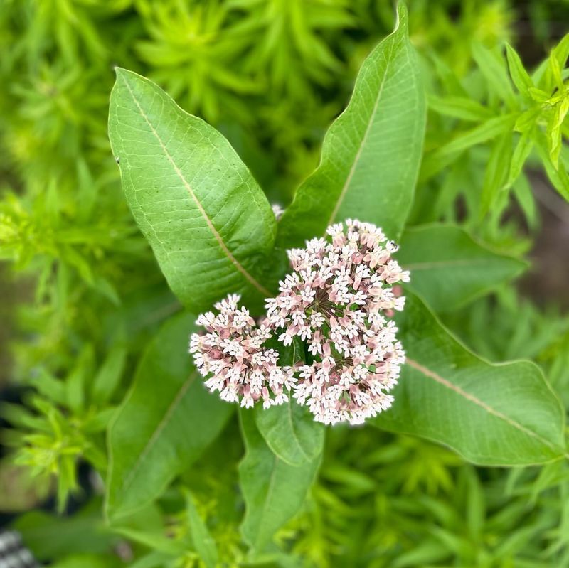 Milkweed