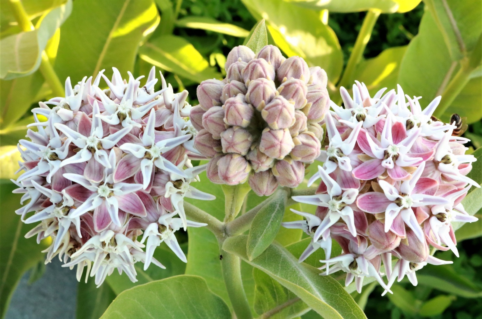 Milkweed Flower