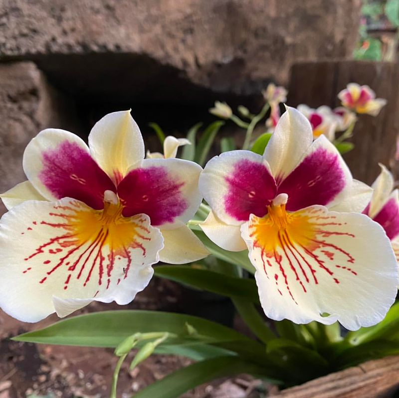 Miltonia (Pansy Orchid)