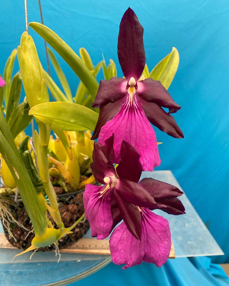 Miltonia