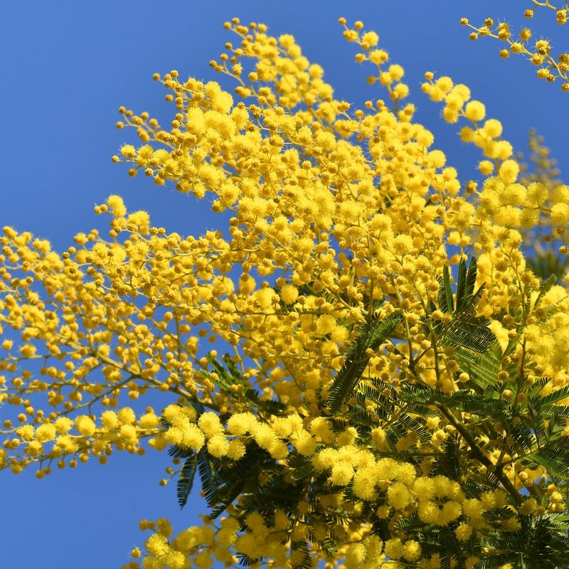 Mimosa