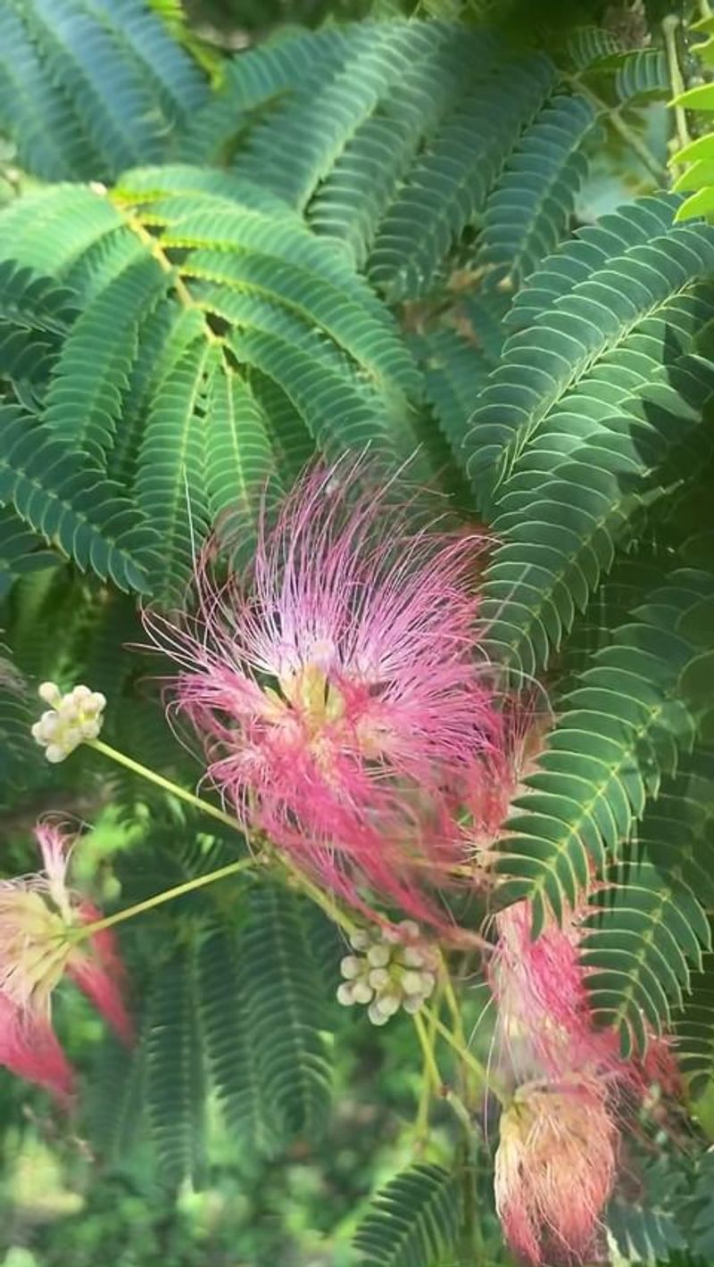 Mimosa Pudica