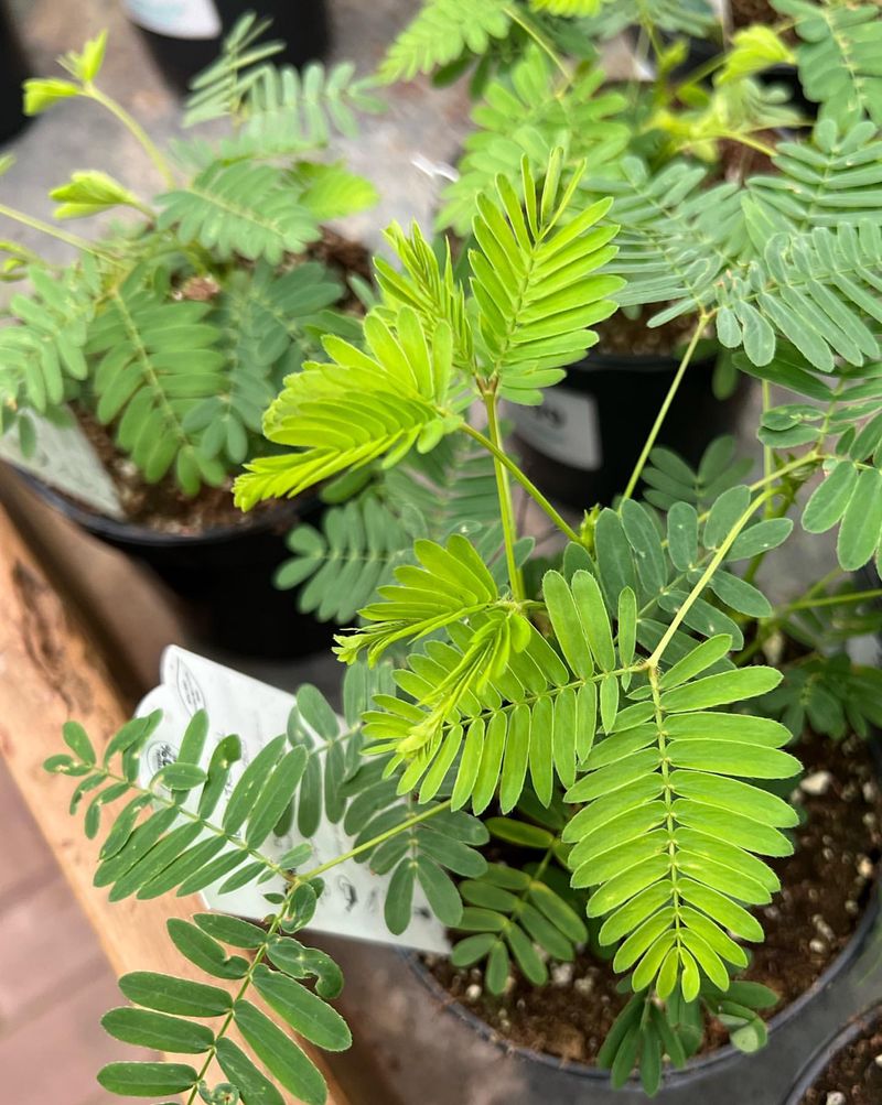 Mimosa Pudica