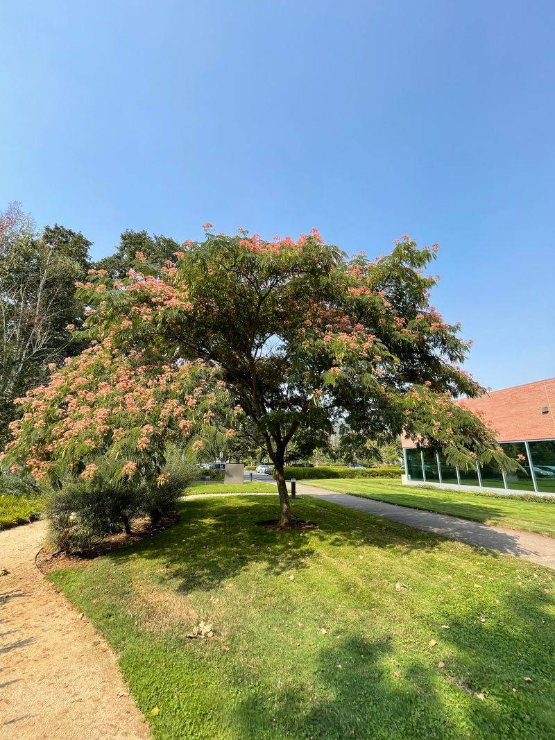 Mimosa Tree