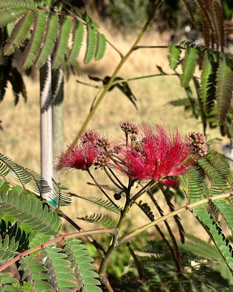 Mimosa Tree