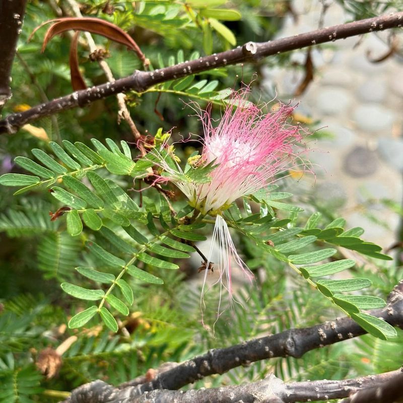 Mimosa Tree