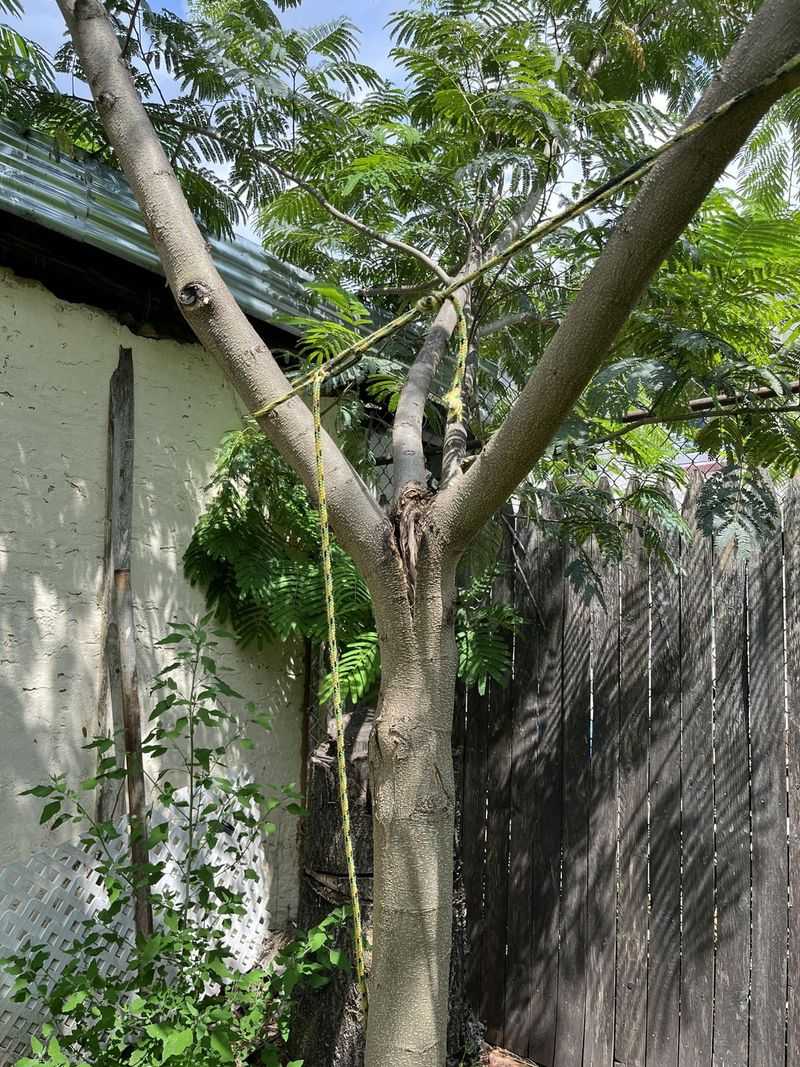 Mimosa Trees