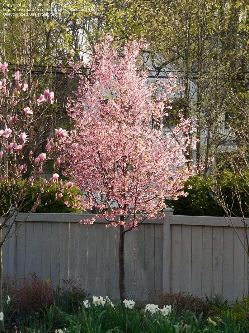 Miniature Cherry Tree