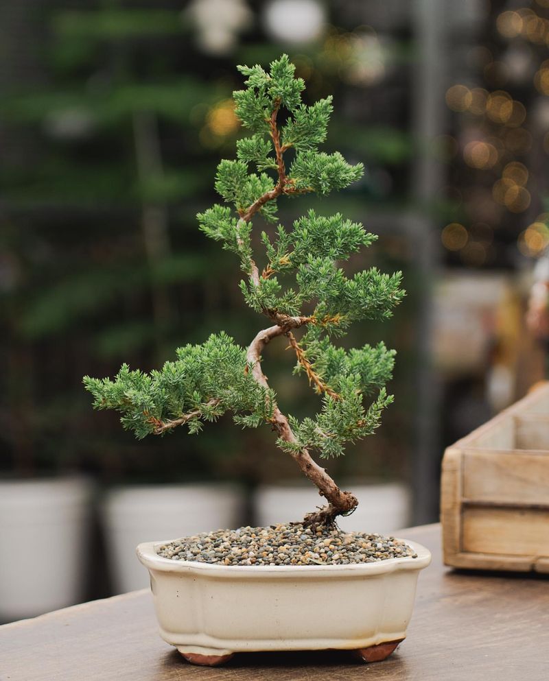 Miniature Juniper